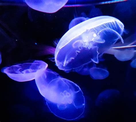 Electric Feel Taken At The Santa Barbara Pier Aquarium Ti Flickr