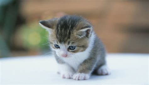 Gato tierno pequeño Gatos bonitos Perros y gatos tiernos Gatitos