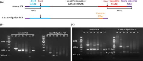 Schematic And Agarose Gel Electrophoresis Of PCR Amplification