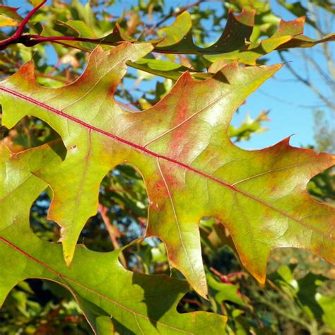 Quercus rubra Grand Chêne rouge d Amérique de longévité légendaire