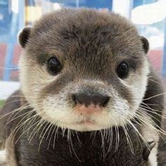 43 Cute otter pfp ideas | otters cute, otters, cute little animals