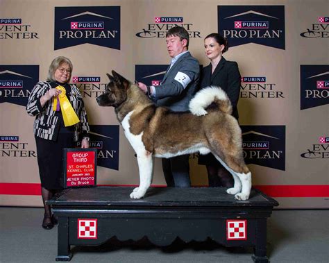 Akita Puppies For Sale