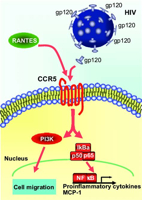 Gp120 Activity On Hepatic Stellate Cells HSCs Schematic