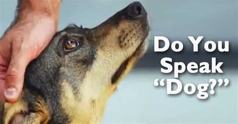 Why 'Dog-Speak' Is Important in Communicating With Your Pet