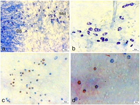 Toluidine Blue A B And Alcian Blue Safranin C D Stained Mast