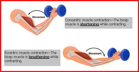 Muscle Contraction