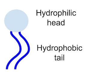 Phospholipid Bilayer | Hydrophilic & Hydrophobic Properties - Video & Lesson Transcript | Study.com