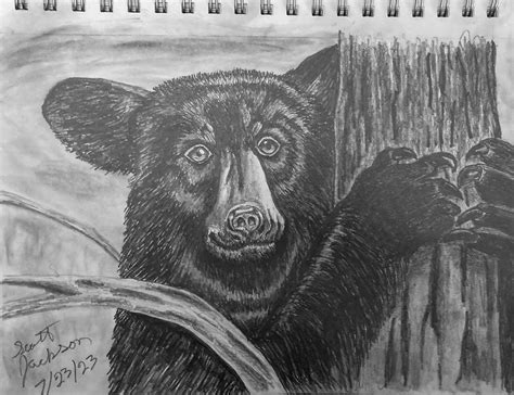 Black Bear Pencil Sketch by sejphotography on DeviantArt