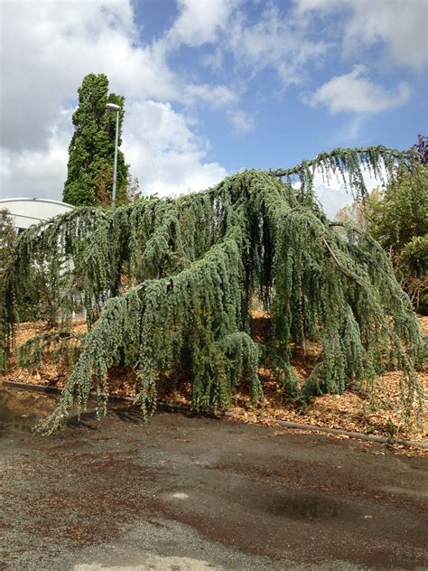 Cedrus Atlantica Glauca Pendula C Dre De Latlas Bleu Pleureur