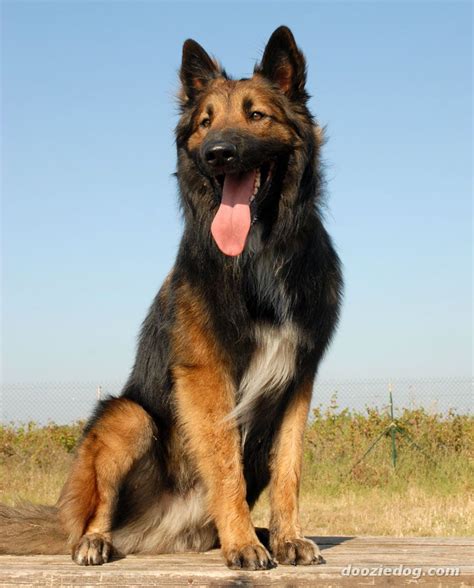 Belgian Tervuren Dog Herding | Herding Dog Breeds Pictures and Information