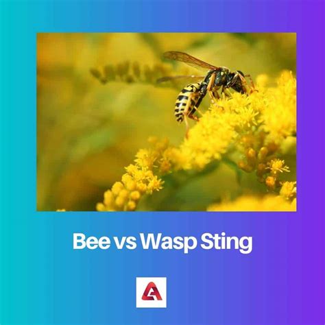 Bee Vs Wasp Sting Difference And Comparison