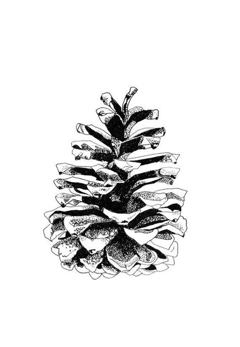 Pine Cone Line Drawing at PaintingValley.com | Explore collection of ...