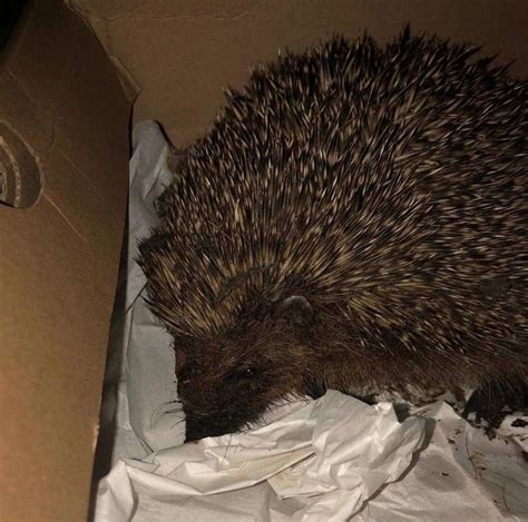 Firefighters Rescue Hedgehog From Drain In Ward View Chatham