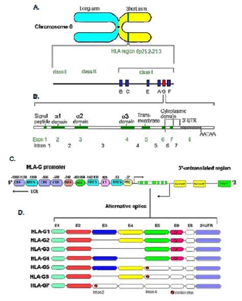 The Human Leukocyte Antigen G Hla G Gene And Transcription Download