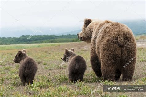 Brown Grizzly Bear — view, color - Stock Photo | #162675016