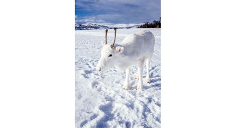 Photographer captures rare white baby reindeer while hiking | Morning Ag Clips