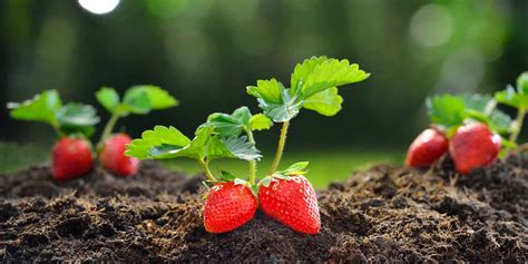 Strawberry Farming Greenlife 2025 Update