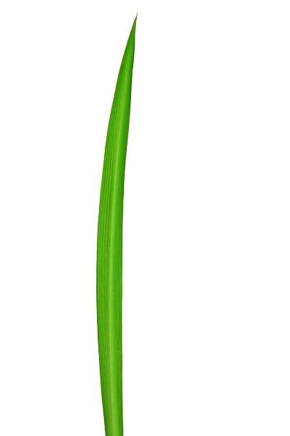 38100 Blade Of Grass Close Up Stock Photos Pictures And Royalty Free