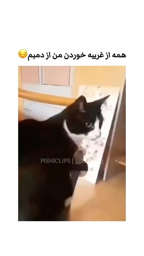 Pishiclipsinstagram On Pinno روزگار بدی شده😔😂 ‌ ‏cr Dm For Creditsr