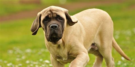 12 English Mastiff Names Based on British Legends & Literature - PetHelpful