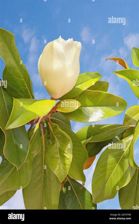 Southern Magnolia Tree Leaves