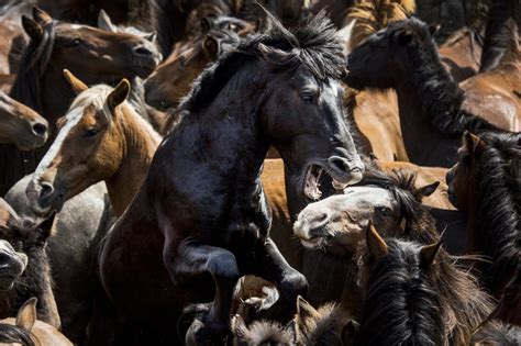 As Imagens Mais Impactantes Do Ano Para O Concurso Da Smithsonian