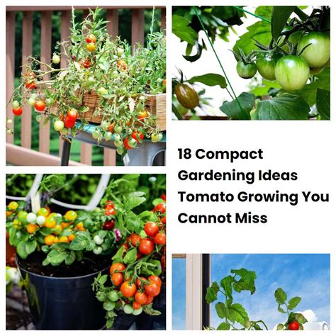 Compact Gardening Ideas Tomato Growing You Cannot Miss Sharonsable