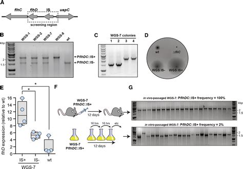 Host Specific Adaptive Diversification Of Crohns Disease Associated Adherent Invasive