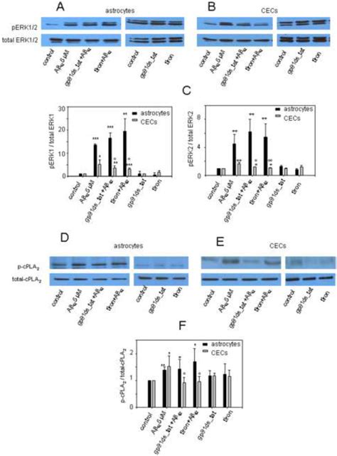 Effects Of Nadph Oxidase Inhibitor And Ros Scavenger On Erk And