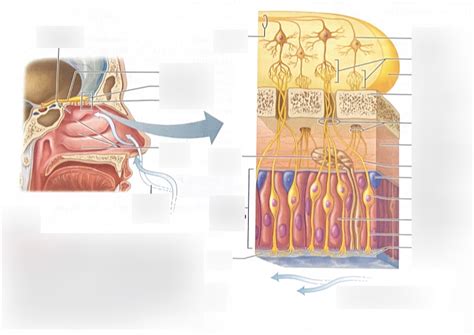 Olfactory Receptors Diagram | Quizlet