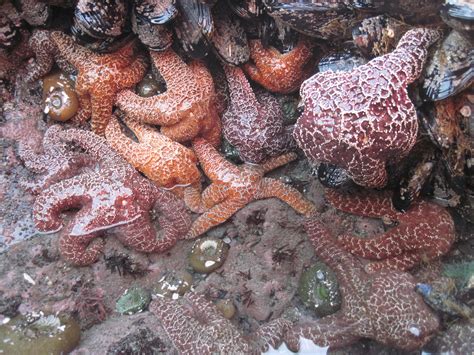 seastars - Redwood National and State Parks (U.S. National Park Service)