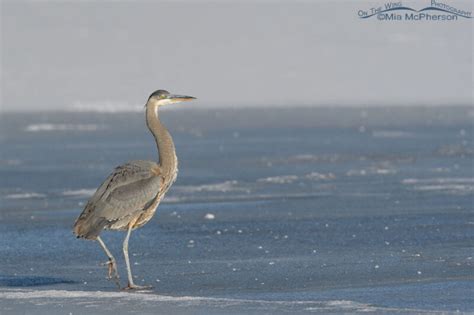 Immature Great Blue Heron Walking On Ice Mia McPherson S On The Wing