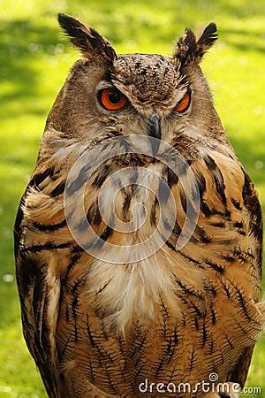 Watchful Owl Royalty Free Stock Photo - Image: 14610515