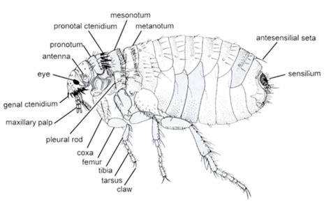 Ectoparasites Fleas Lice Flashcards Quizlet