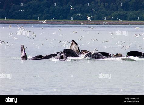 Humpback Whale Bubble Net Feeding Stock Photos & Humpback Whale Bubble ...