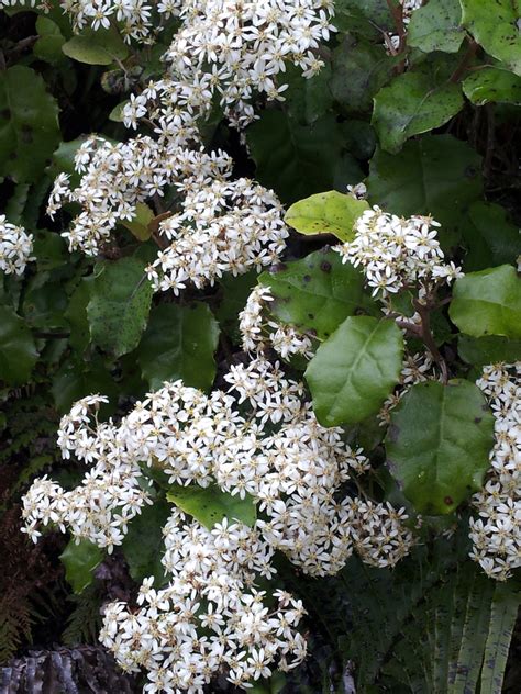 Olearia Rani Rani From Waipoua Forest Marlborough Road On November