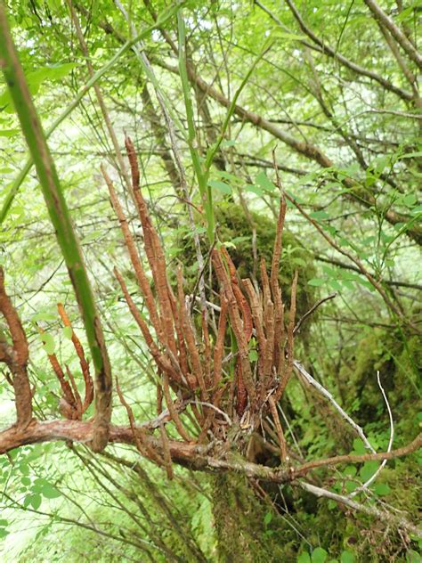 Huckleberry Broom Rust Flickr