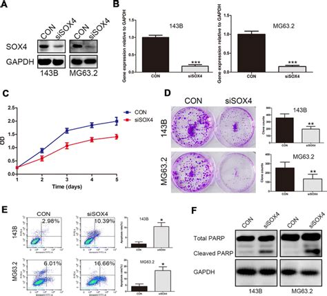 Effects Of Sox Expression On The Cell Proliferation And Apoptosis Of