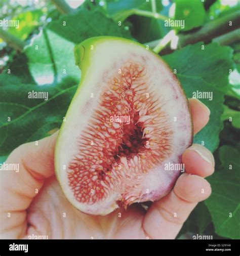 Fresh Juicy Fig Stock Photo Alamy