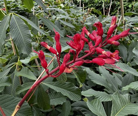 aesculus pavia tree 4