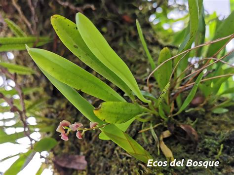 Stelis Parvula Ecos Del Bosque