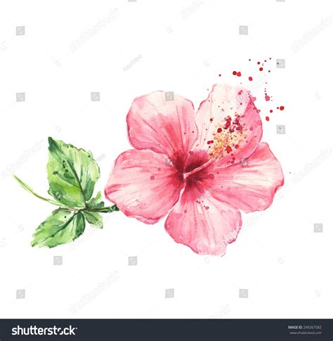 Hibiscus Flower Watercolor Painting Stock Photo 299267582 Shutterstock