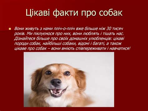 Интересные Факты О Собаках Для Детей - 43 фото