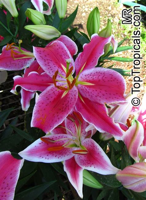 Lilium sp., Lily - TopTropicals.com