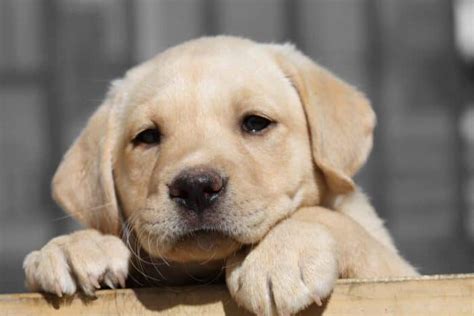 Ages And Growth Stages Of Puppy Development — A Week By Week Guide