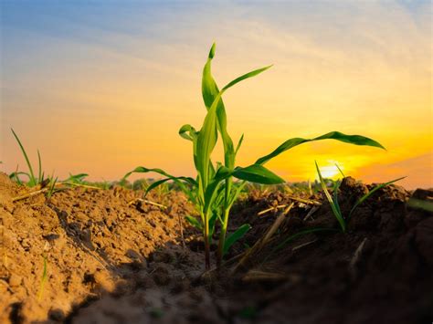 crop price cycles   habit  repeating   terry betker backswath management