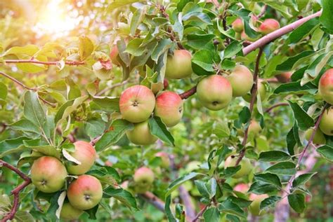 Appelboom Snoeien Hoe Wanneer En Waarom MijnPlant