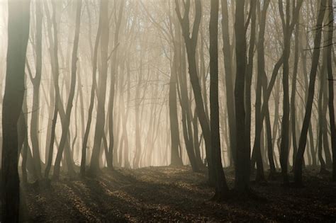 Premium Photo Foggy Forest In Late Autumn