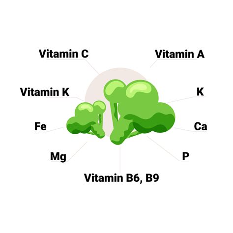 Vector broccoli with its vitamins and minerals, including vitamin C, A, K, B6, B9, folate ...