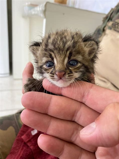 Filhote De Gato Do Mato Resgatado Em Rodovia De Sc E Ganha Mamadeira